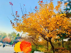 -香山公园