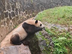 -都江堰中华大熊猫苑