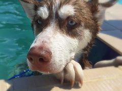 -趣玩宠物乐园寄养训犬训狗游泳池