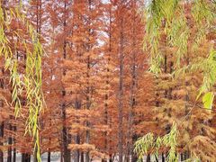 -白鹭湾湿地公园