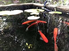 -乐领拈花溪·林涧食韵