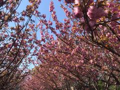 -高东镇樱花园