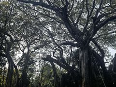 -瑞丽独树成林风景区