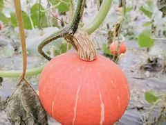 -万源龙顺度假庄园生态观光园