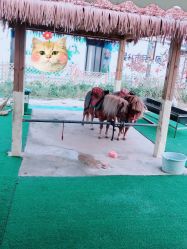 -萌宠亲子动物乐园(槐房万达店)