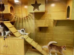 -猫十亿·布偶金渐层·曼基康矮脚猫舍(青年路店)