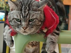 -平行世界·猫咖(首经贸店)