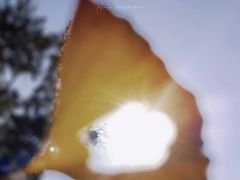 -三里屯东五街银杏大道