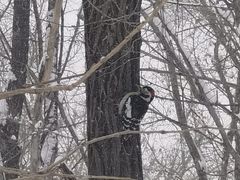 -长白岛森林公园