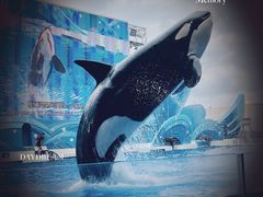 -上海海昌海洋公园