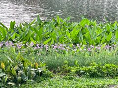 -荔湾湖公园
