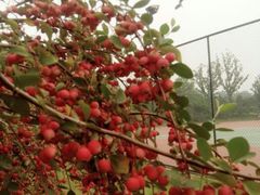 -五环公园