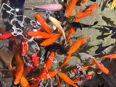 -徐鼎盛民间菜(上筑店)