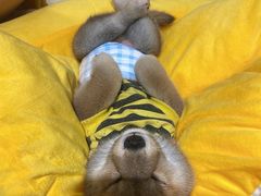 -逗柴咖啡屋·狗咖猫咖宠物桌游