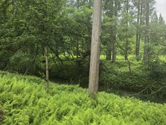 -黄海国家森林公园