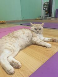 -齐伽生活馆·瑜伽·普拉提·阿育吠陀