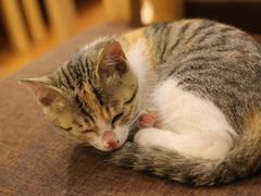 -猫的天空之城概念书店(景德镇陶溪川店)