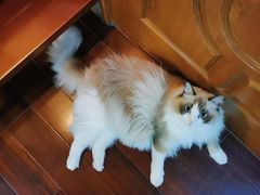 -李小姐の猫咖啡馆(五角场店)