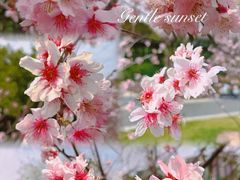-王借岗森林公园