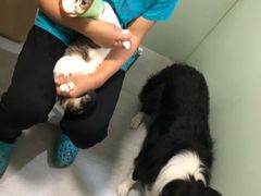 -乐派堂宠物医院·猫友好· 心脏科(东街店)