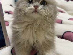 -欣宠猫屋·矮脚拿破仑·蓝金金渐层