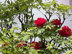-洛阳市隋唐城遗址植物园
