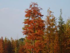 -白鹭湾湿地公园