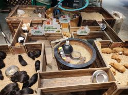 -酷嗒动物文化乐园(cutezoo西溪乐天城店)