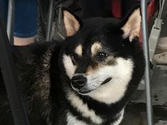 -柴犬高等学院·狗咖·柴犬售卖·宠物训练