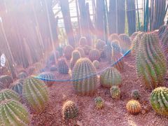 -南山植物园