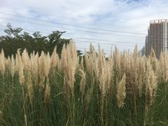 -福田红树林生态公园