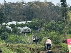 -樱桃山旅游景区