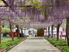 -嘉定紫藤园