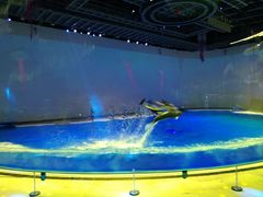 海豚表演-上海海昌海洋公园