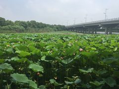 -荷塘月色湿地公园·向阳花洲