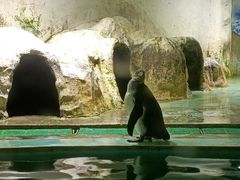 -北戴河圣蓝海洋公园