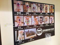 -逗柴咖啡屋·狗咖猫咖宠物桌游
