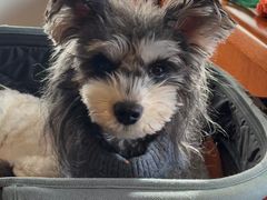 -乖乖宠物医院·猫科·骨科·24小时(云岗分院)