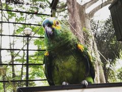 -吉隆坡雀鸟公园