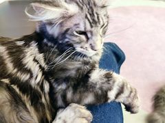 -十年猫舍·猫咪专门店(普陀店)