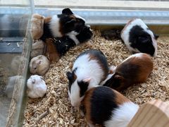 -怪兽屋·羊驼·猫咖·狗咖(俊华广场店)