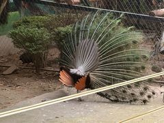 -贵州森林野生动物园