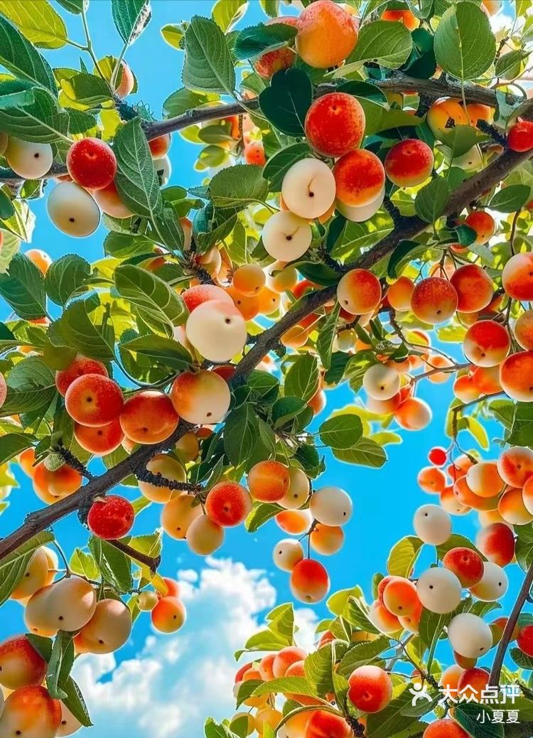 花红果你见过吗