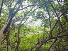 -杭州半山国家森林公园