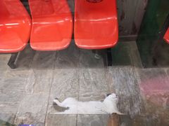 -猫咪博物馆(顶澳仔猫街店)
