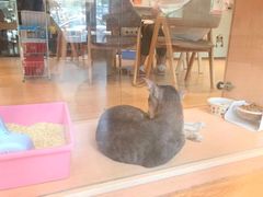 -Pets First伊珊娜洗护·精致美容·家庭式寄养(新会路店)