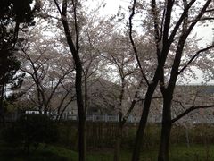 -嘉定紫藤园