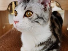 -飞行喵MR PILOT|猫舍·猫咖(静安大融城店)