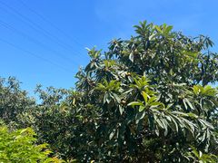 -塘栖枇杷特色园区