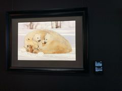 -罗红摄影艺术馆